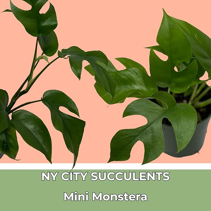 Mini Monstera Plant Live - Rare Rhaphidophora Tetrasperma with 4 Inch Pot - Easy to Care and Grow Indoor Houseplants for Home Office Wedding Decor & Birthday Gift