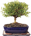 Brussel's Bonsai - Live Gardenia Bonsai Tree with Ceramic Bonsai Pot and Humidity Tray, Outdoor Bonsai Plant, 6 Years Old, 10-14 Inches Tall, Easy Care Flowering Plant (Large)