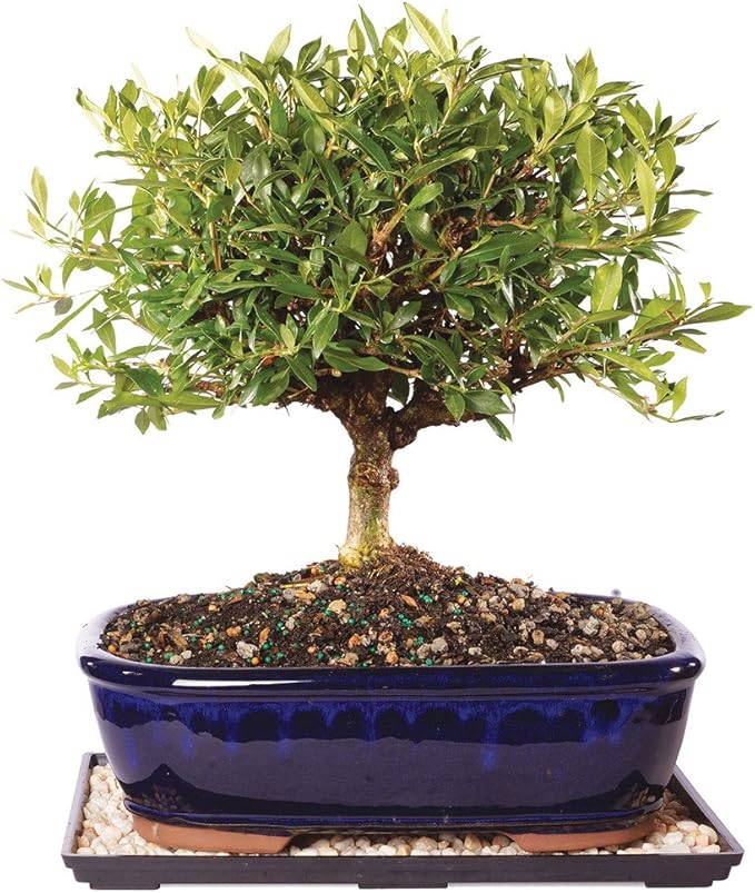 Brussel's Bonsai - Live Gardenia Bonsai Tree with Ceramic Bonsai Pot and Humidity Tray, Outdoor Bonsai Plant, 6 Years Old, 10-14 Inches Tall, Easy Care Flowering Plant (Large)