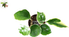 Rare Hoya Tricolor 3" from California Tropicals