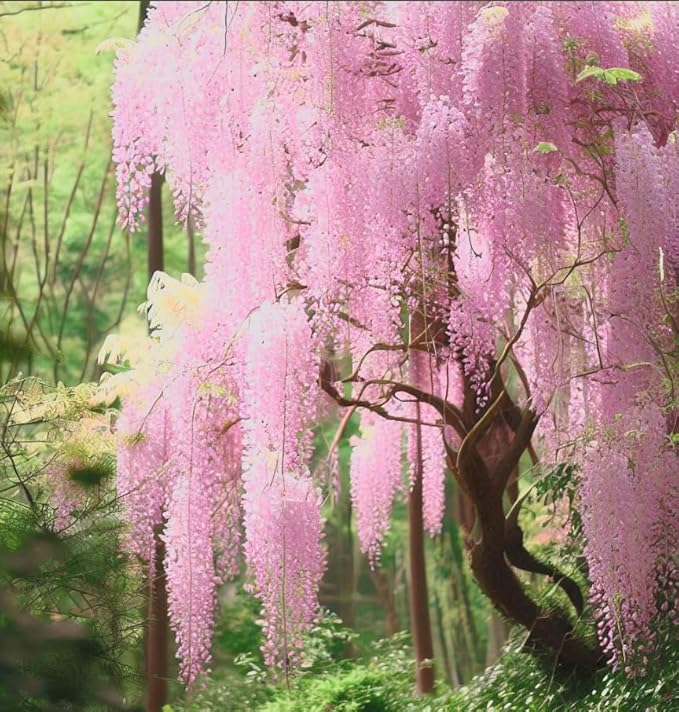 Pink Wisteria Vine Live Plant – Fragrant 18" Flowers,1-Year in Pot, Hummingbird Magnet