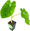 Jack's Giant Elephant Ear - Colocasia esculenta - Wellspring Gardens - Live Taro Plant, Large Tropical Shade Garden Bulbs for Outdoor/Indoor Planting, Mammoth Black Leaves, Spring/Summer Houseplant
