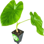 Jack's Giant Elephant Ear - Colocasia esculenta - Wellspring Gardens - Live Taro Plant, Large Tropical Shade Garden Bulbs for Outdoor/Indoor Planting, Mammoth Black Leaves, Spring/Summer Houseplant