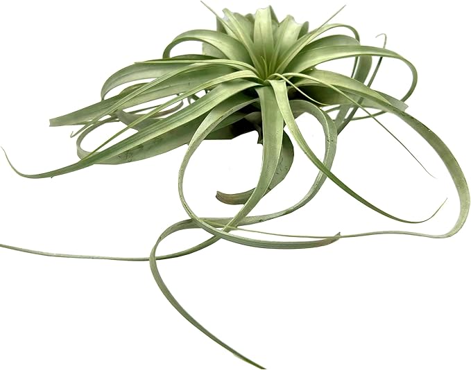 ragnaroc Air Plants - Tillandsia Xerographica, Giant 9-14” - 1ct - Live Arrival Gauranteed - House Plants for Home Decor & Gift