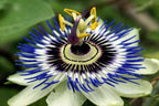 Seeds Passionflower Purple Beautiful Exotic Flower Perennial Outdoor Garden Cut Flowers for Planting Non GMO