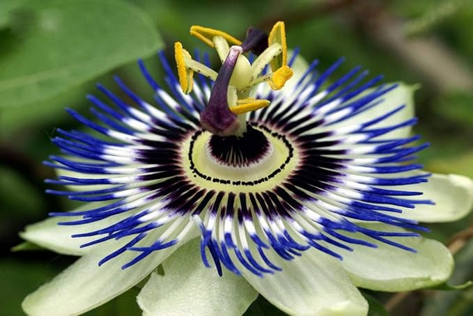 Seeds Passionflower Purple Vine Wild Apricot Maypop Indoor Exotic Perennial Flowers for Planting