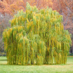 Brighter Blooms - Weeping Willow Tree, 6-7 ft. - No Shipping to AZ
