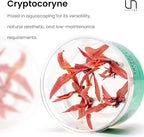 Ultum Nature Systems Cryptocoryne Nurii Tissue Culture Live Plant for Aquarium, Aquascape, Freshwater Fish Tanks - 100% Snail Free in Vitro