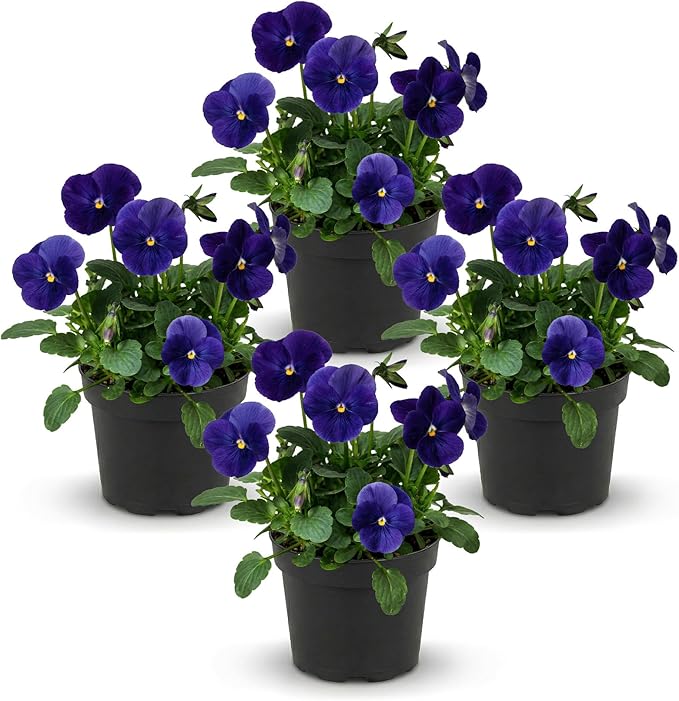 Live Healthy Flowering Pansies - Blue (4 Plants Per Pack), Beautiful Winter Color, 6" Tall by 4" Wide in 1 Pint Square Pot