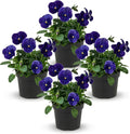 Live Healthy Flowering Pansies - Blue (4 Plants Per Pack), Beautiful Winter Color, 6" Tall by 4" Wide in 1 Pint Square Pot