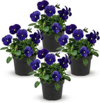 Live Healthy Flowering Pansies - Blue (4 Plants Per Pack), Beautiful Winter Color, 6" Tall by 4" Wide in 1 Pint Square Pot