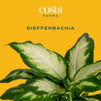 Costa Farms Dieffenbachia, Dumb Cane Live Plant in Decorative Pot, Easy to Maintain Indoor Houseplant, Perfect for Home, Room, or Office Decor, Great House Warming or Birthday Gift, 12-18 Inches Tall