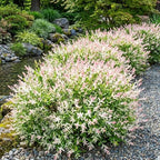 2 Tri Colored Dappled Willow Shrubs Plant Live, Quart Pot, Salix Integra Hakuro Nishiki, Fast Growing, Colorful Foliage Shrub for Garden Décor, Patio & Outdoor Display