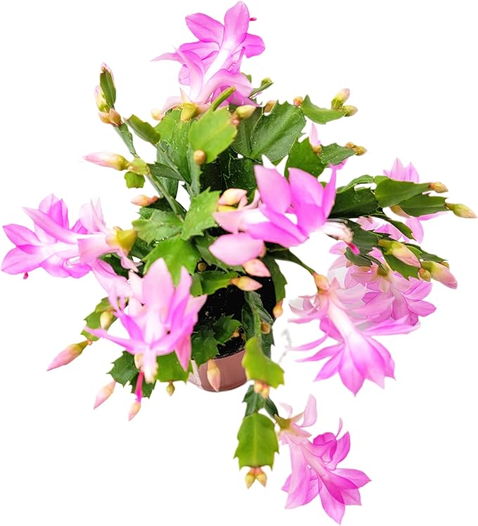 Thanksgiving Cactus, Pink Seasonal Blooms, Live Indoor Plant, Flowering Houseplant, Christmas Cactus, 4-Inch Pot, Holiday Decor, Pet Safe, Free Heat Pack