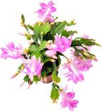 Thanksgiving Cactus, Pink Seasonal Blooms, Live Indoor Plant, Flowering Houseplant, Christmas Cactus, 4-Inch Pot, Holiday Decor, Pet Safe, Free Heat Pack