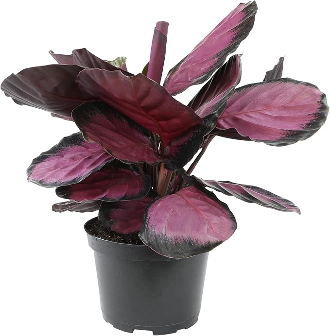 Pet Safe Purple Prayer Plant (Calathea Roseopicta) in 6" Grower Pot, Pet Friendly Houseplant, Live Prayer Plants & Air Purifying Indoor Houseplants by Plants for Pets