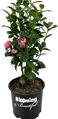 Blooming & Beautiful - Mrs. Lyman Clarke Camellia - 3 Gal - Evergreen Shrub - Large Pink Semi-Double Blooms - Golden Stamens - Zones 7-9 - Camellia Japonica ‘Mrs. Lyman Clarke’ - 3 Gallon Pot