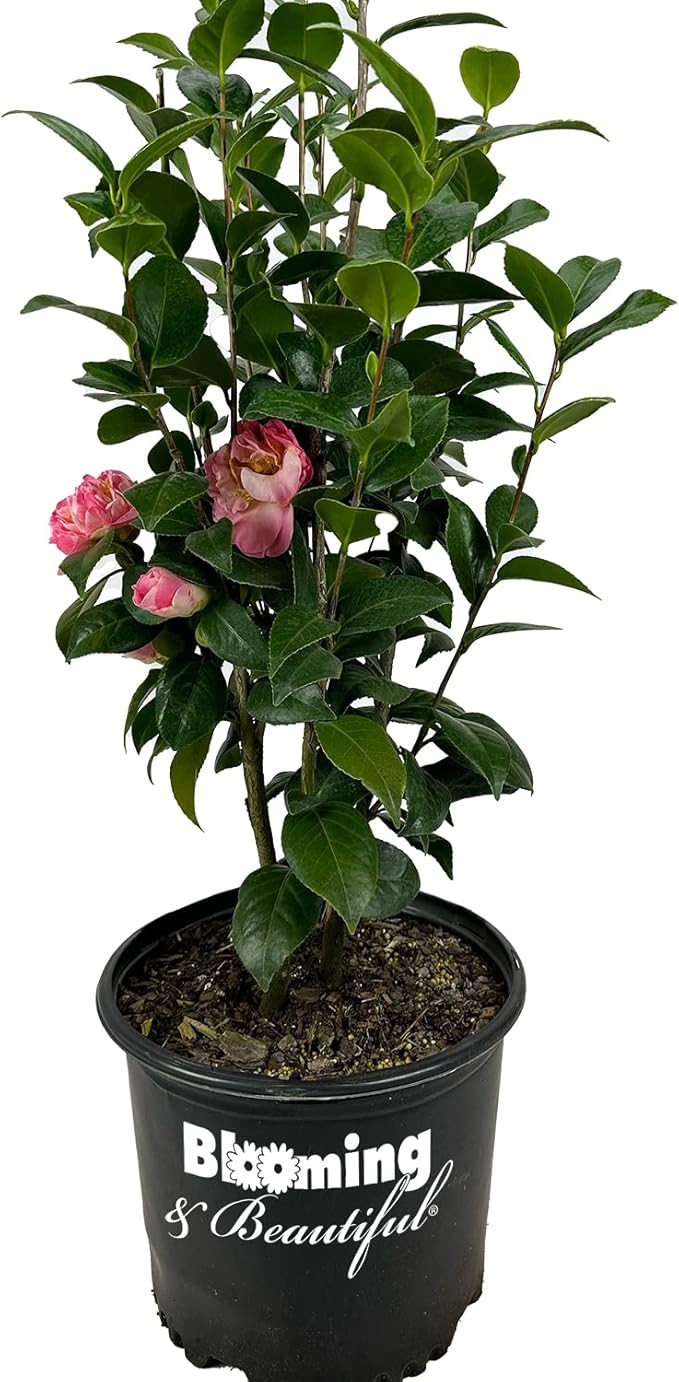 Blooming & Beautiful - Mrs. Lyman Clarke Camellia - 3 Gal - Evergreen Shrub - Large Pink Semi-Double Blooms - Golden Stamens - Zones 7-9 - Camellia Japonica ‘Mrs. Lyman Clarke’ - 3 Gallon Pot
