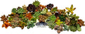 Fat Plants San Diego Miniature Rosette Succulent Cuttings (50)