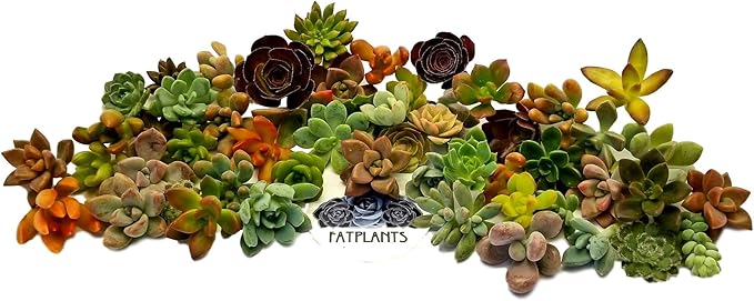 Fat Plants San Diego Miniature Rosette Succulent Cuttings (50)