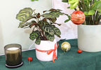 Calathea Makoyana Peacock (4'' Grower Pot) - Air Purifying and Live Healthy Houseplant - Easy to Grow, Easy to Care Indoor Houseplant