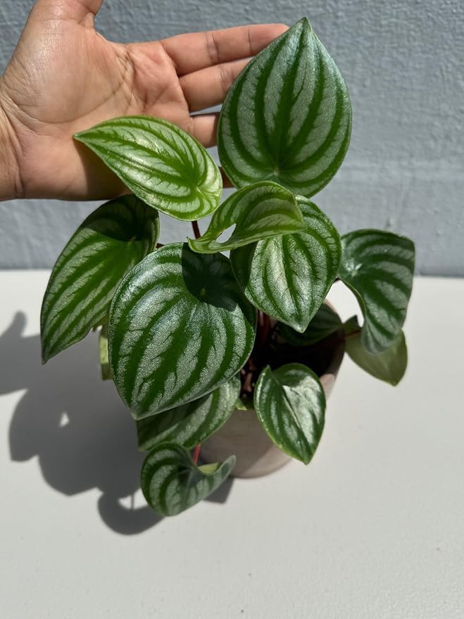 PLANTVERS Watermelon Peperomia in a 4" Grow Pot – Peperomia Argyreia – Indoor Watermelon Plant – Easy Care Air Purifying Houseplant – Low Maintenance Indoor Plant
