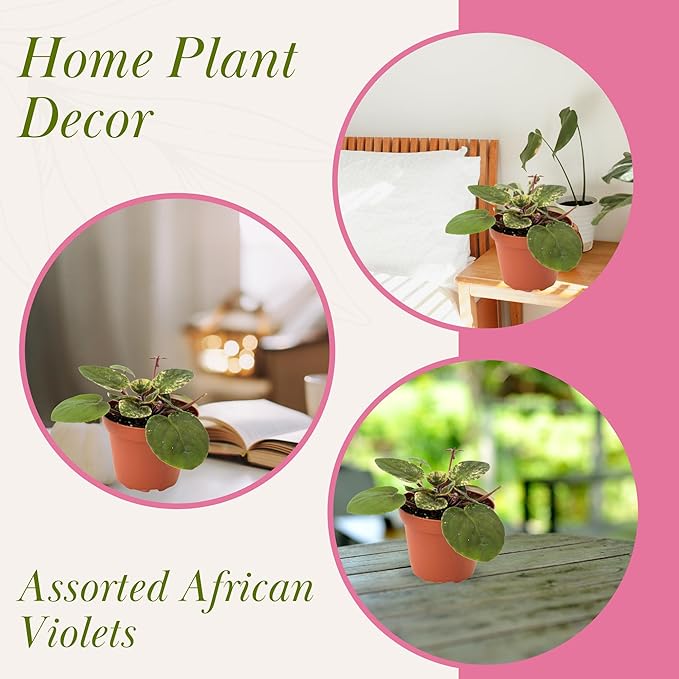 Live Plant Assorted African Violets 4" - Easy to Care and Grow Air Purifying Indoor House Plants - Rare African Violets Plant - Flowers for Home Office Room Decor & Giftable(Heat Pack Included)