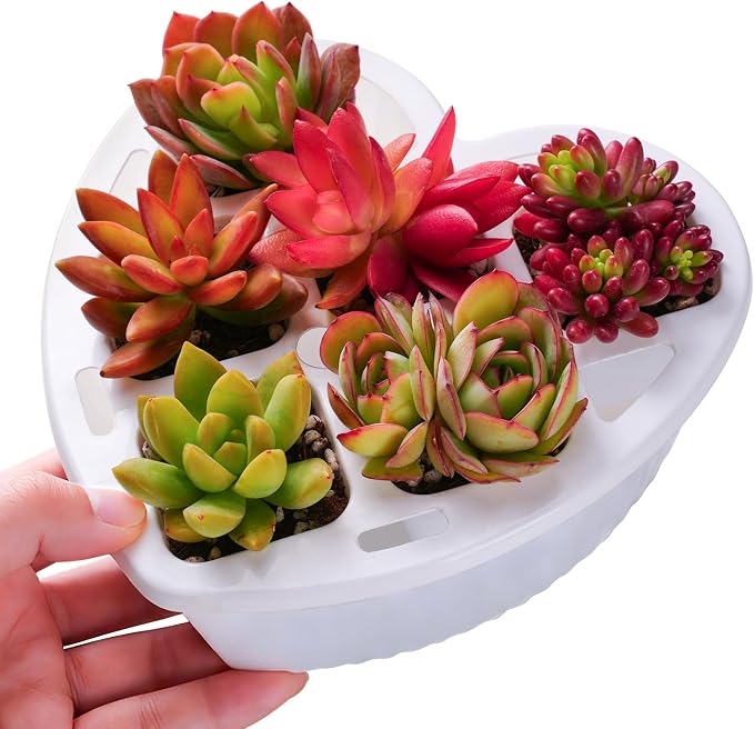 Sprout N Green 6 Live Succulents in Heart Shaped Planter, Assorted Lovely Plants for Mother's Day Valentine's Day Anniversary Housewarming, Romantic Birthday Gift for Your Lover Girlfriend Wife