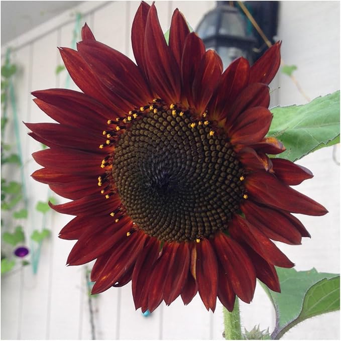 Seed Needs Sunflower Seeds for Planting an Outdoor Flower Garden - Heirloom & Open Pollinated Variety Pack Collection - Plant a Butterfly Garden to Attract Pollinators (6 Packs)