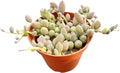 String of Watermelons, Live Trailing Succulent Fully Rooted in 4" Pots with Soil Mix, Rare House Plant for Home Office Wedding Hanging Decoration, DIY Projects, Party Favor