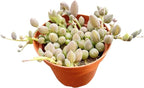 String of Watermelons, Live Trailing Succulent Fully Rooted in 4" Pots with Soil Mix, Rare House Plant for Home Office Wedding Hanging Decoration, DIY Projects, Party Favor