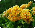 Butterfly Bush Honeycomb - Buddliea x weyeriana Hybrid - Live Plant - Fragrant Large Yellow Flower - Emerald Goddess Gardens - Starter Sz 4 Inch Pot
