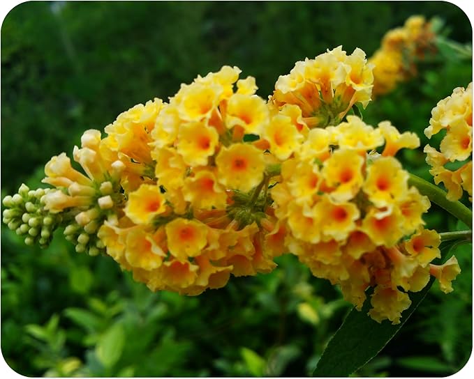 Butterfly Bush Honeycomb - Buddliea x weyeriana Hybrid - Live Plant - Fragrant Large Yellow Flower - Emerald Goddess Gardens - Starter Sz 4 Inch Pot