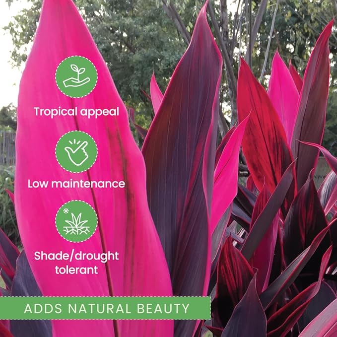 American Plant Exchange Ti Plant 'Sister' – 10-Inch Pot – Live Easy Care Indoor Houseplant, Air-Purifying, Bright Light Tropical Plant for Home, Garden Patio Decor