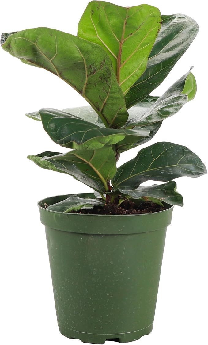 Thorsen's Greenhouse Ficus Lyrata, Fiddle Leaf Fig Plant, Rare, Live Indoor Plant, Collector Plant, Beautiful Foliage, Statement Piece, 6" Diameter Pot (Nursery Pot, 6" Pot)