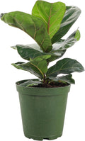 Thorsen's Greenhouse Ficus Lyrata, Fiddle Leaf Fig Plant, Rare, Live Indoor Plant, Collector Plant, Beautiful Foliage, Statement Piece, 6" Diameter Pot (Nursery Pot, 6" Pot)