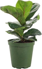 Thorsen's Greenhouse Ficus Lyrata, Fiddle Leaf Fig Plant, Rare, Live Indoor Plant, Collector Plant, Beautiful Foliage, Statement Piece, 6" Diameter Pot (Nursery Pot, 6" Pot)