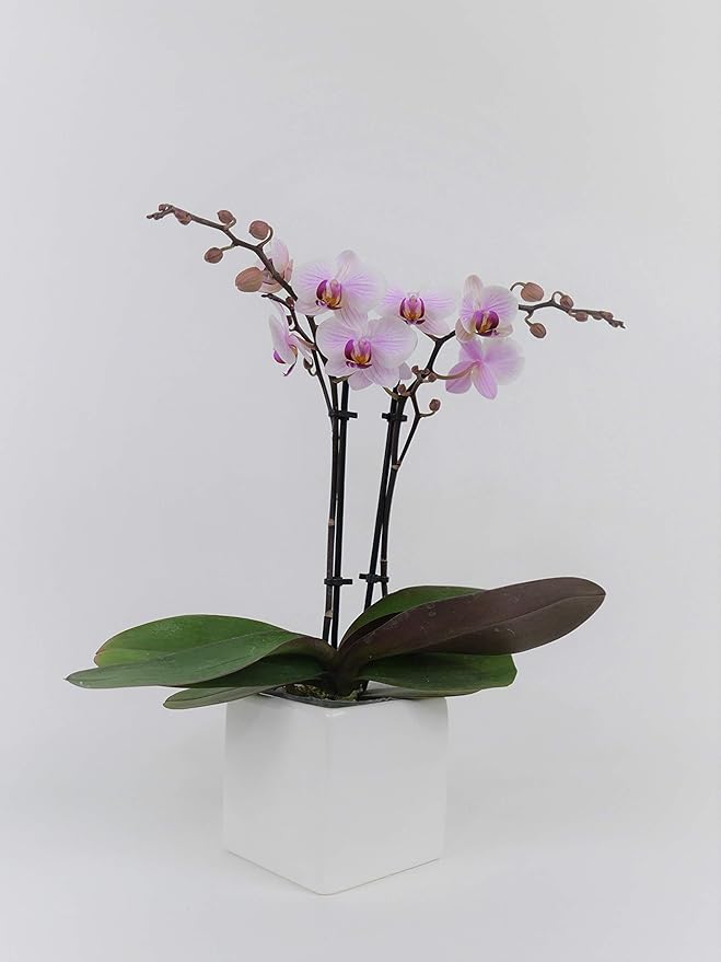 Athena's Garden Live Orchid Plant, Light Pink Double Spike Phalaenopsis in Container, Long Lasting, Easy Care (Orchid PA-OPP3LPSQ4)