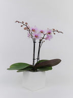 Athena's Garden Live Orchid Plant, Light Pink Double Spike Phalaenopsis in Container, Long Lasting, Easy Care (Orchid PA-OPP3LPSQ4)