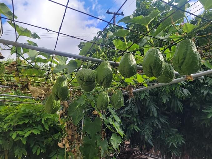 Rare Black/Dark Green Chayote – King Kong Early Variety – Sprouted & Ready to Grow – Live Chayote Squash (Pack of 2)