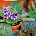 African Violet Potting Soil Mix 1qt, Pre-Mixed Acid Soil Ideal for African Violets to Ensure Optimal Nutrient Uptake and Vibrant Blooms