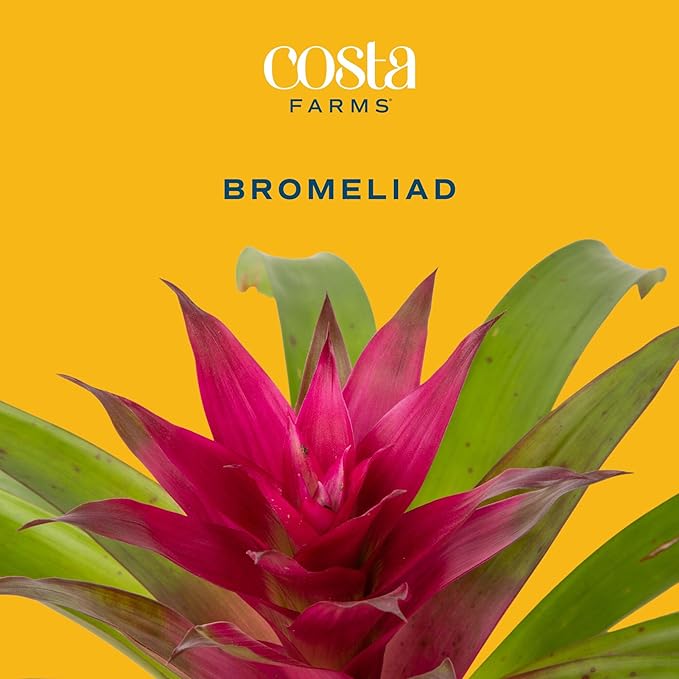 Costa Farms Live Bromeliad Indoor Plant, Red Guzmania Blooming Houseplant in Grow Pot, Tropical Tabletop Decor, Fresh From Farm, 12-Inches Tall