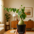 Live Gerrardanthus Macrorhizus – Rare Succulent Caudex Plant – 3–4 Inches Tall – Unique Collector’s Indoor/Outdoor Plant – Low Maintenance and Easy Care