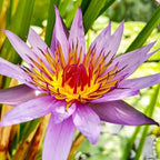 4 Pack Live Water Lily Pre-Grown Tuber in Red, Blue, Purple, Yellow Flower for Indoor-Outdoor Pond Decoration