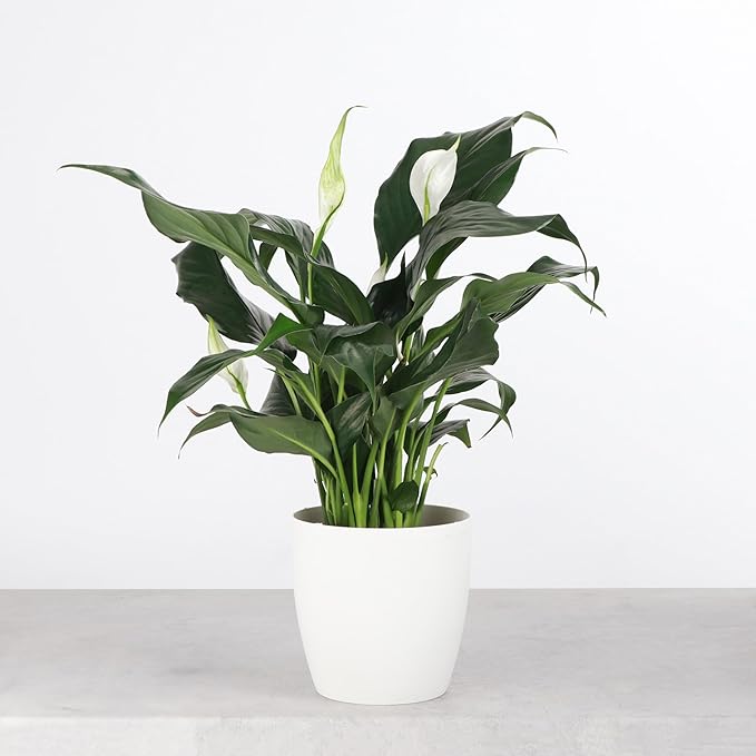 Thorsen's Greenhouse Live Peace Lily Plant, Spathyphylum, Low Light, Natural Air Purifier Live Indoor Plant, 4" Diameter Pot (White, 4-inch Pot)
