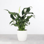 Thorsen's Greenhouse Live Peace Lily Plant, Spathyphylum, Low Light, Natural Air Purifier Live Indoor Plant, 4" Diameter Pot (White, 4-inch Pot)