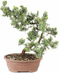 Brussel's Bonsai Live Green Mound Juniper Bonsai Tree - Large, 7 Year, 12 to 16 Inches - Outdoor Bonsai Tree Live with Bonsai Pot