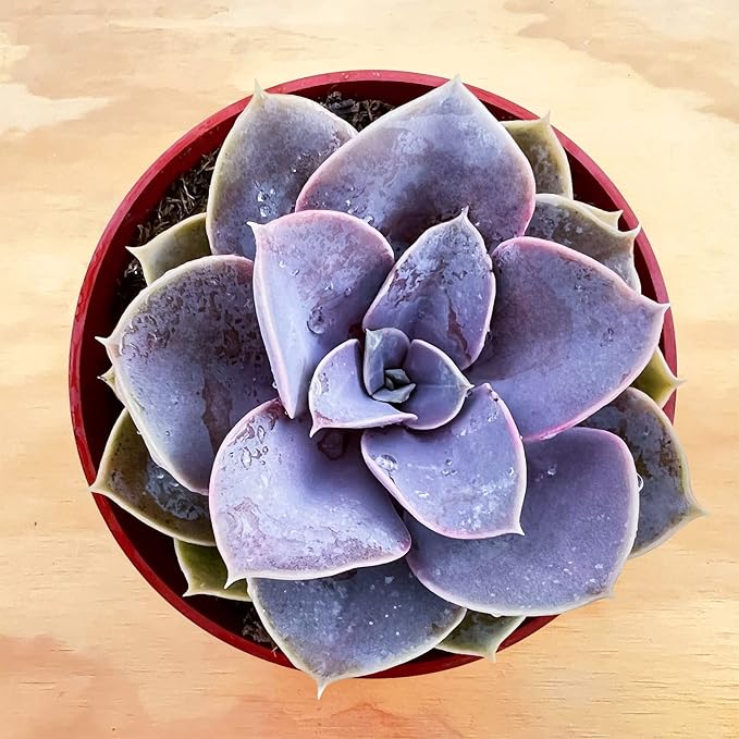 Sprout N Green Echeveria 'Perle von Nürnberg', Live Succulent Fully Rooted in 4" Pot, House Plant for Home Office Wedding Decoration DIY Projects Party Favor, Easy to Care, Pets Friendly