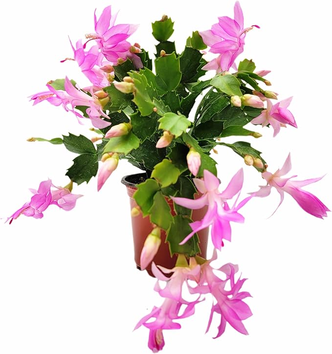 Thanksgiving Cactus, Pink Seasonal Blooms, Live Indoor Plant, Flowering Houseplant, Christmas Cactus, 4-Inch Pot, Holiday Decor, Pet Safe, Free Heat Pack