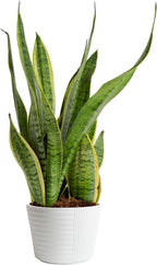 Birkin Philodendron in 6 Inch Pot for Indoor Plants Live Houseplants, Office Plants & Costa Farms Live Snake Plant, Easy Care Houseplant in Indoor Garden Plant Pot, Grower's Choice House Plant